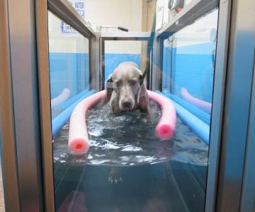 Veterinary Rehabilitation and Fitness