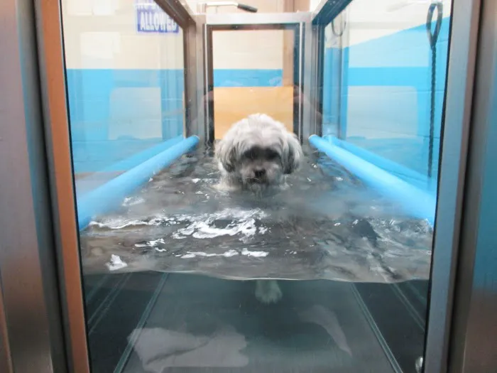 Veterinary Rehabilitation and Fitness 8