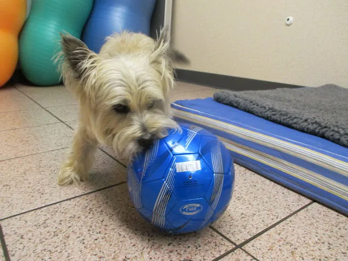 Veterinary Rehabilitation and Fitness 4