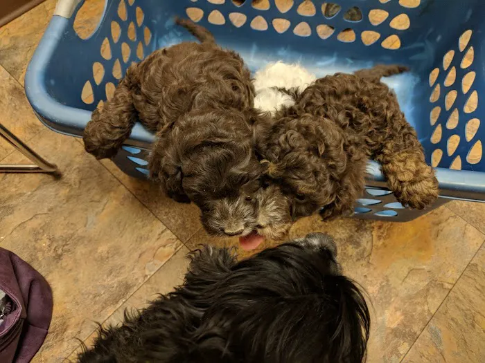Hart Animal Hospital *Dr. Daniel Hart*Dr. Noah Wolinski 3