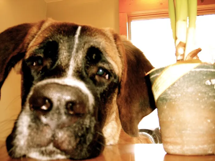 Holistic Veterinary Options 12