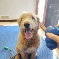Northland Animal Hospital ico