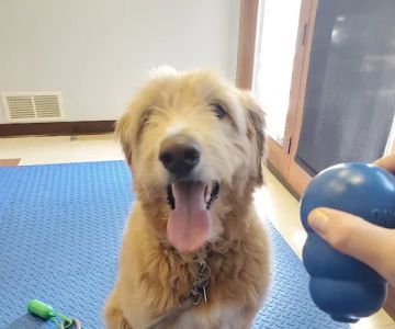 Northland Animal Hospital