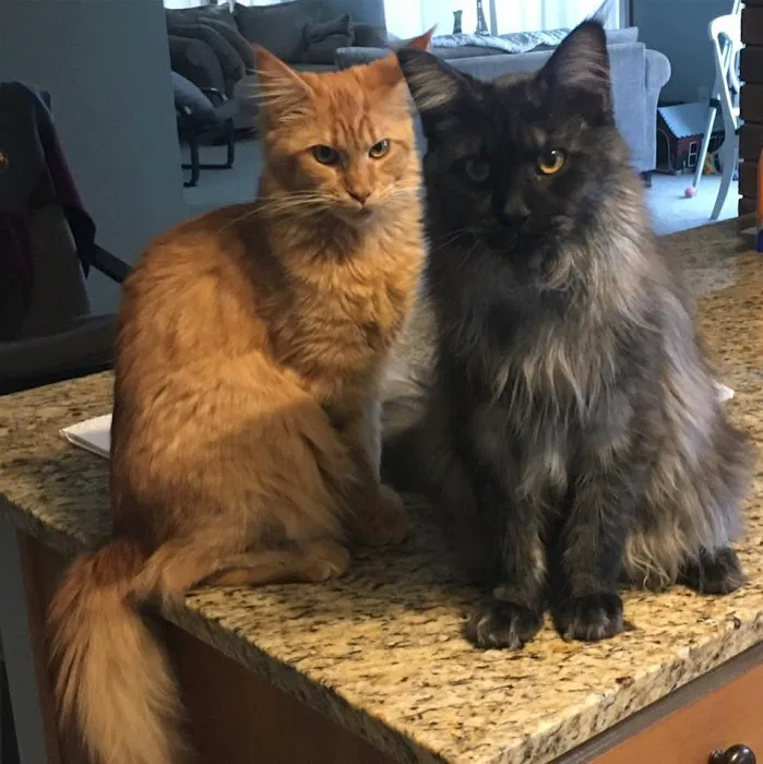 Mitten Maine Coons 2