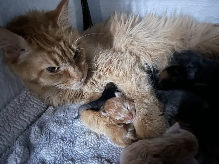 Mitten Maine Coons 1