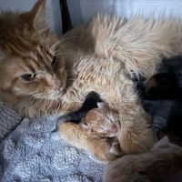 Mitten Maine Coons ico
