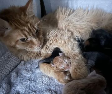 Mitten Maine Coons