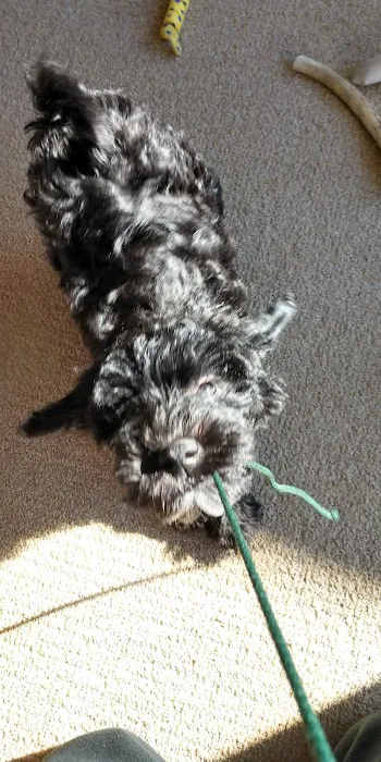 Whitehall Pet Practice 3