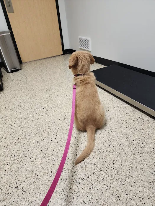 Whitehall Pet Practice 5