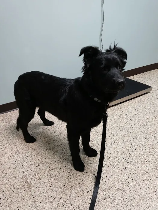 Whitehall Pet Practice 4
