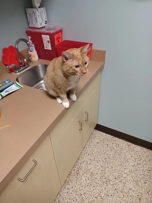 Whitehall Pet Practice 1