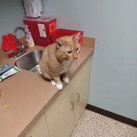 Whitehall Pet Practice ico
