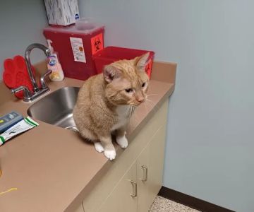 Whitehall Pet Practice