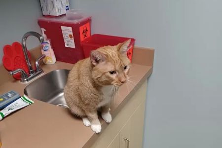 Whitehall Pet Practice