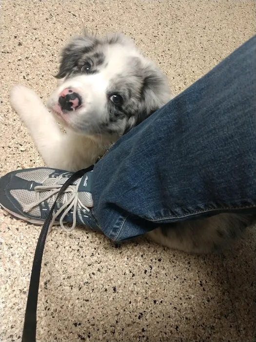 Whitehall Pet Practice 7