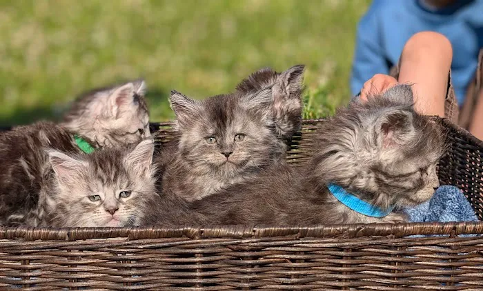 Silver Mittens Cats 1