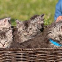 Silver Mittens Cats ico