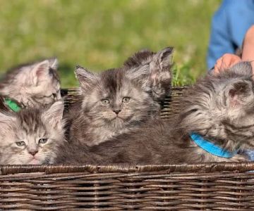 Silver Mittens Cats