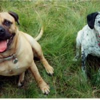 Oak Grove Veterinary Clinic ico