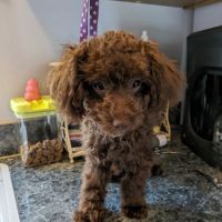 Animal Wellness Center of White Cloud ico