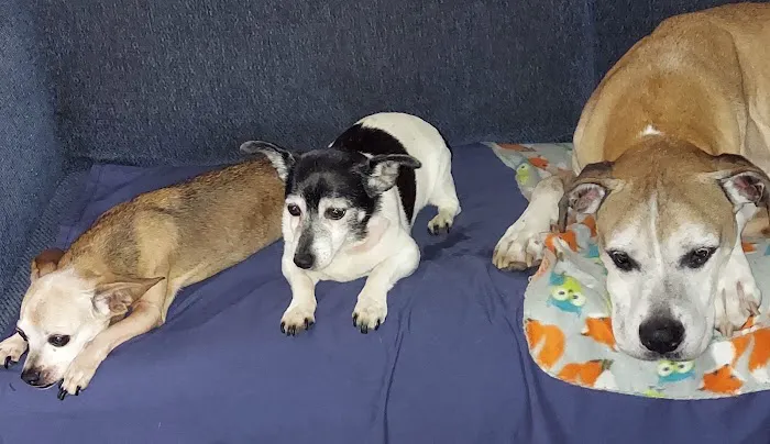 Animal Wellness Center of White Cloud 4