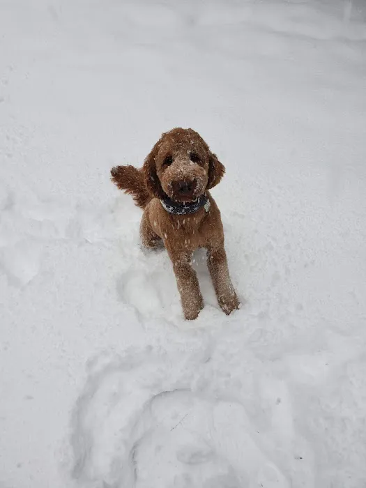 Animal Wellness Center of White Cloud 9