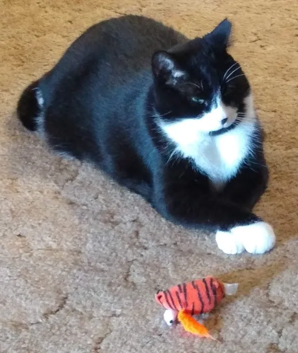 Howard City Veterinary Services 8