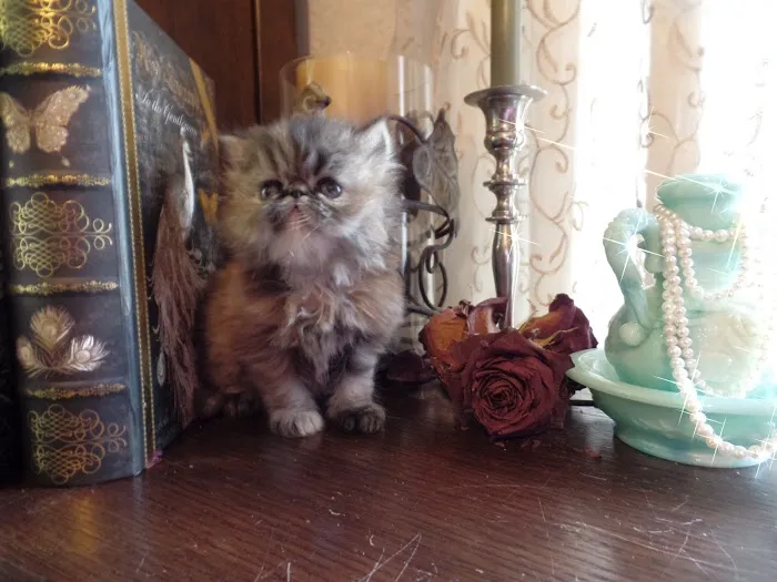 Wildirish Cattery 1