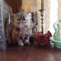 Wildirish Cattery ico
