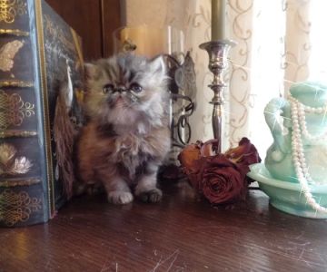 Wildirish Cattery