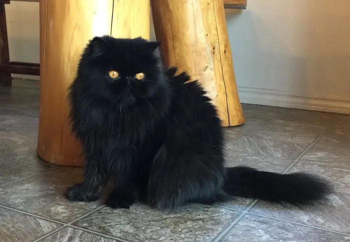 Wildirish Cattery 4