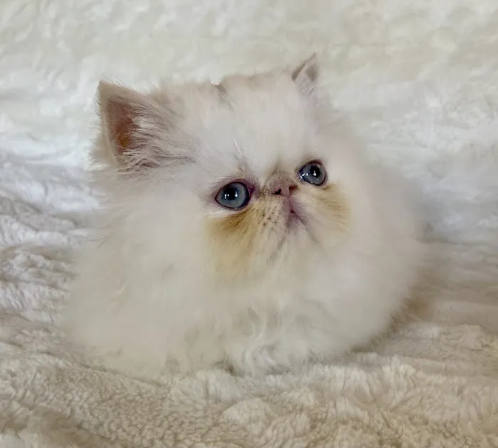 Wildirish Cattery 8