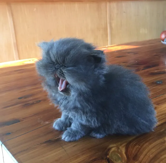 Wildirish Cattery 2