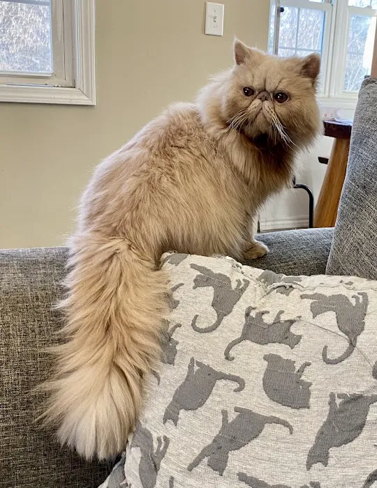 Wildirish Cattery 7