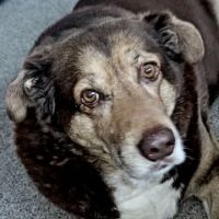Midwest Veterinary Service LLC ico