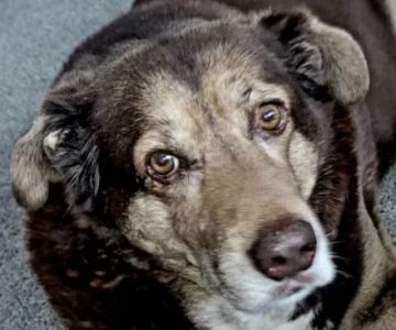 Midwest Veterinary Service LLC
