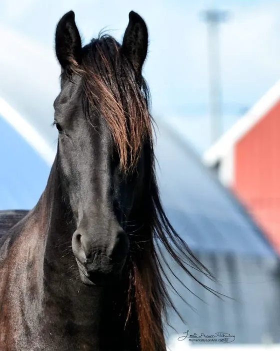 Bull Creek Veterinary Service 6