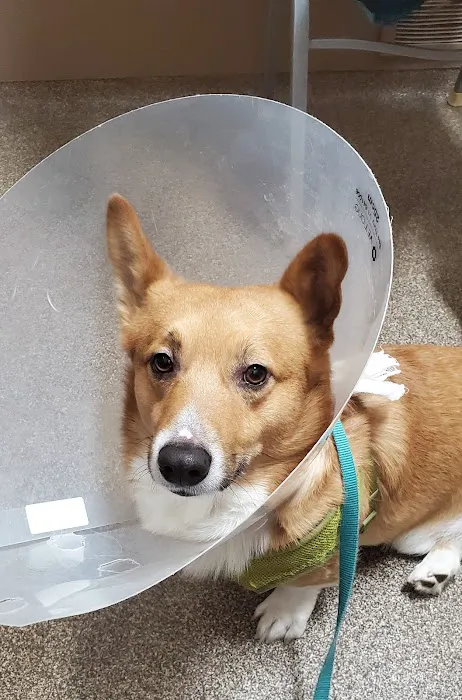 Paw Paw Veterinary Clinic 2