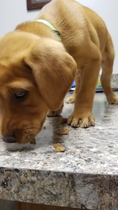 Paw Paw Veterinary Clinic 4
