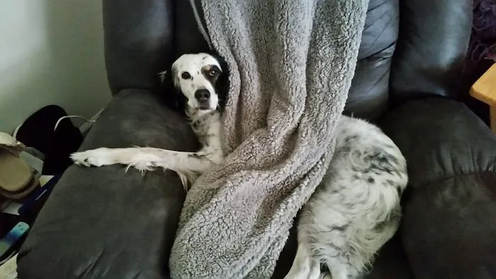 Family Pet Health Center: Crookes-Vought Kathy DVM 3