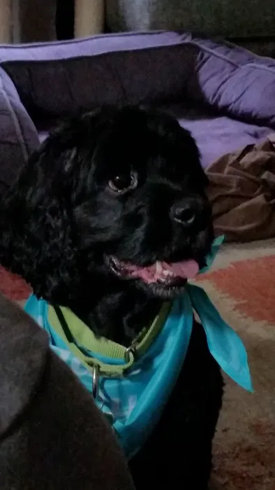 Family Pet Health Center: Crookes-Vought Kathy DVM 1