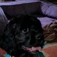 Family Pet Health Center: Crookes-Vought Kathy DVM ico