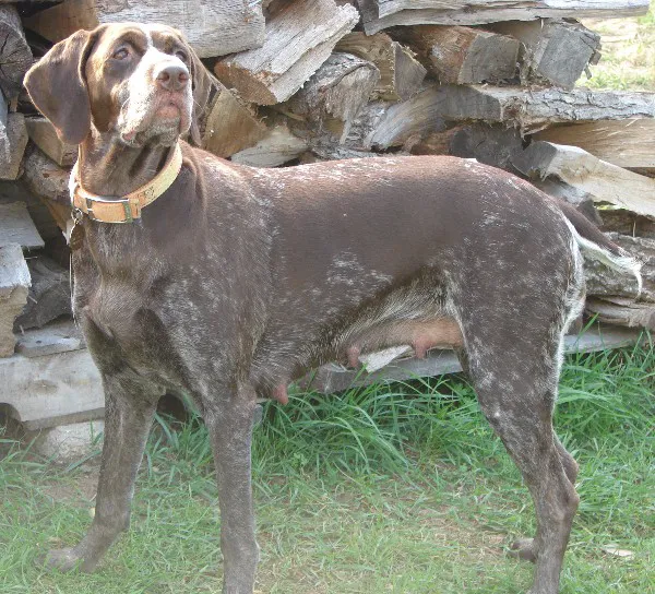 Family Pet Health Center: Crookes-Vought Kathy DVM 5