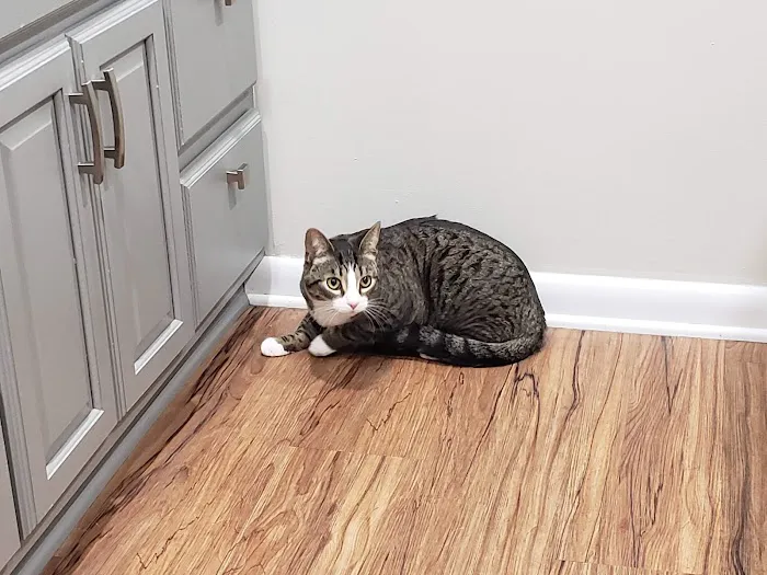 Mattawan Animal Hospital 3