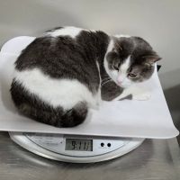 Mattawan Animal Hospital ico