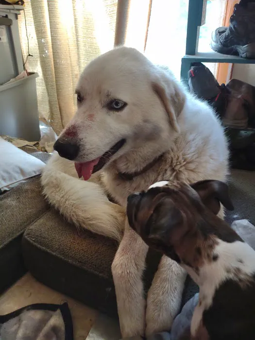 Mattawan Animal Hospital 8