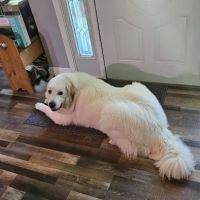 VCA Richland Animal Hospital ico