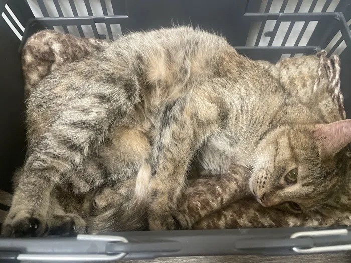 VCA Richland Animal Hospital 2