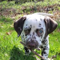 Gull Lake Animal Hospital ico