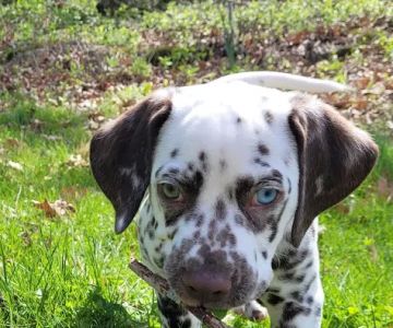Gull Lake Animal Hospital